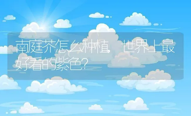 南庭芥怎么种植,世界上最好看的紫色？ | 养殖常见问题