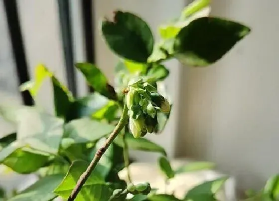 植物常识问题|蓝莓怎么养殖一年开花就结果