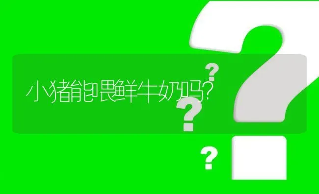 小猪能喂鲜牛奶吗? | 养殖问题解答