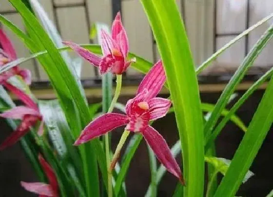 植物常识问题|兰花长花苞后如何养护正常开花