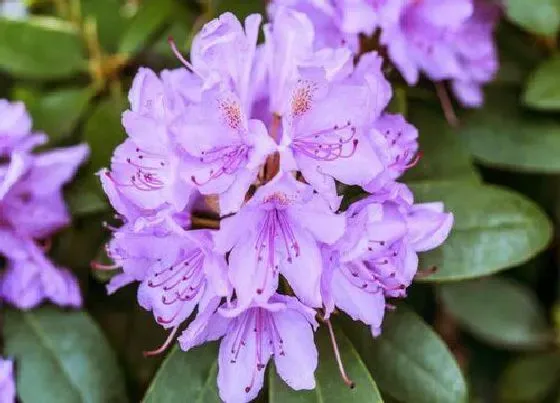 植物常识问题|开花的杜鹃如何延长花期