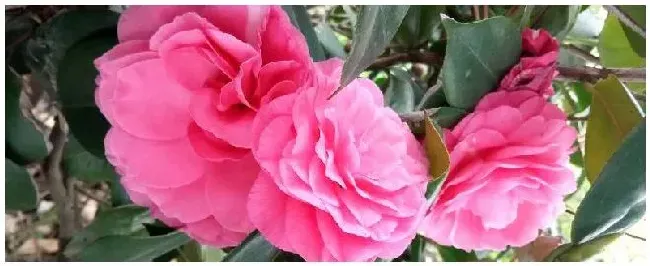 茶花是常绿还是落叶 | 科普知识