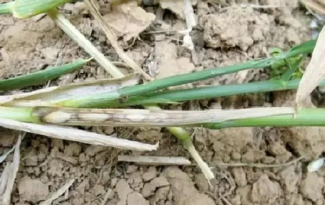 植物常识问题|小麦纹枯病防治方法与关键措施（小麦纹枯病用什么药拌种）
