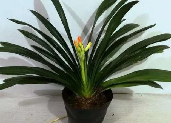 植物常识问题|4月君子兰怎么养叶片油绿又肥大