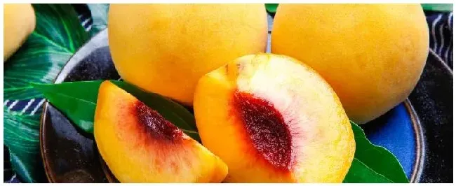 锦秀黄桃品种介绍 | 农业问题