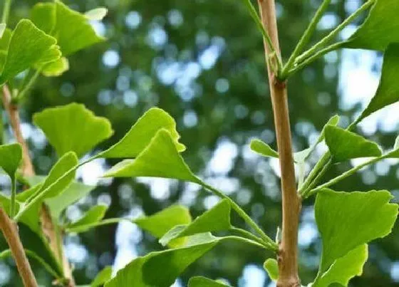 植物常识问题|银杏树多少年才能结果 银杏树种植几年能开花结果长出白果