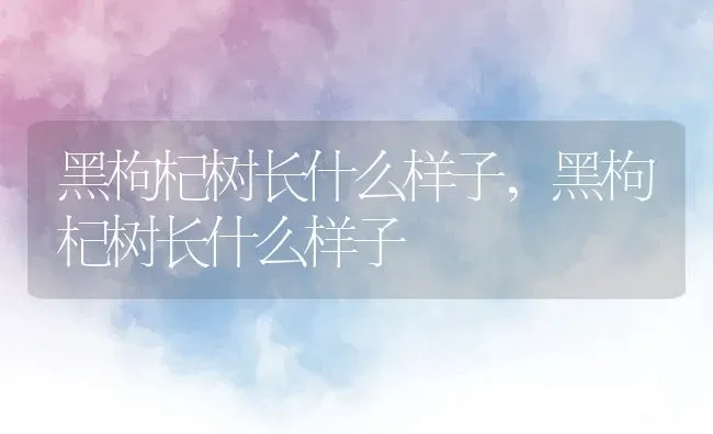 黑枸杞树长什么样子,黑枸杞树长什么样子 | 养殖常见问题