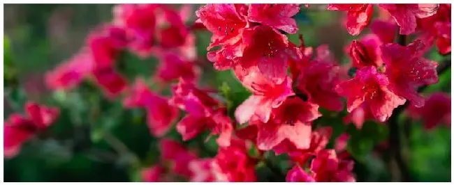 杜鹃花剪枝什么时候 | 三农问答