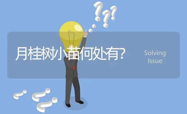 月桂树小苗何处有? | 养殖问题解答