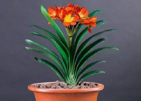 植物常识问题|君子兰被养死是哪些方面的失误导致的