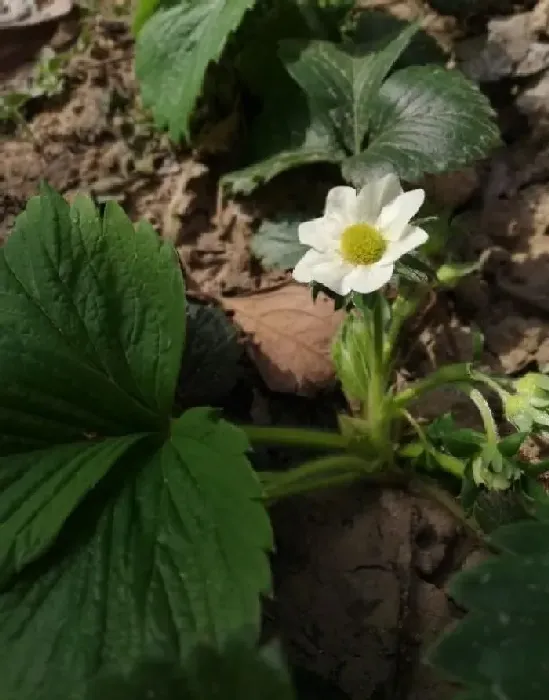 植物常识问题|倒春寒对农作物的影响 （今年倒春寒对农业有什么危害）