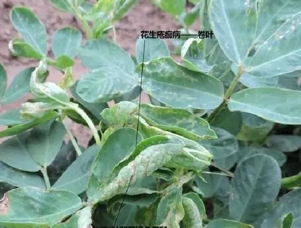 植物常识问题|花生叶卷起是什么原因（花生苗期卷叶病怎样预防妙方）