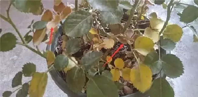 植物常识问题|果汁阳台叶子发黄怎么办（果汁阳台黄叶掉落怎么回事）