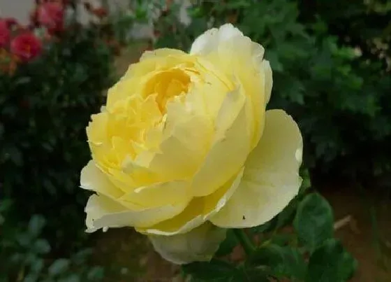 植物常识问题|月季花春天如何养护开花旺