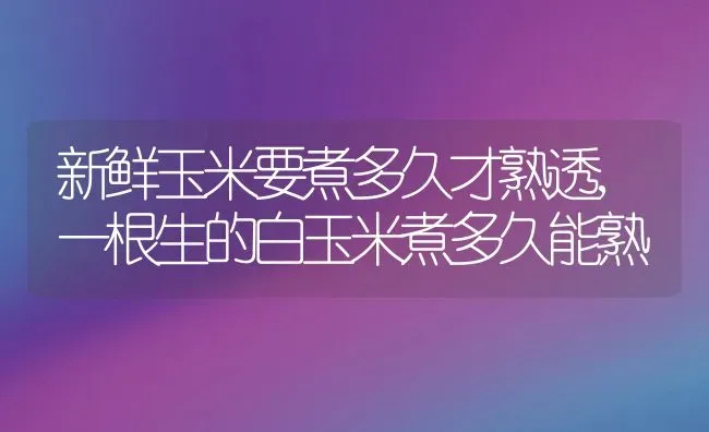 新鲜玉米要煮多久才熟透,一根生的白玉米煮多久能熟 | 养殖常见问题