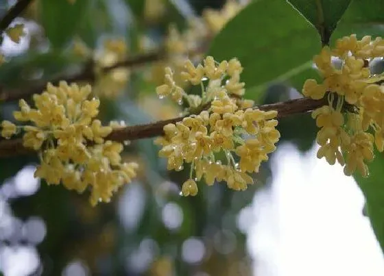 植物常识问题|桂花萌芽了应该如何追肥