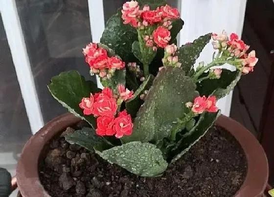 植物常识问题|长寿花施什么肥开花多