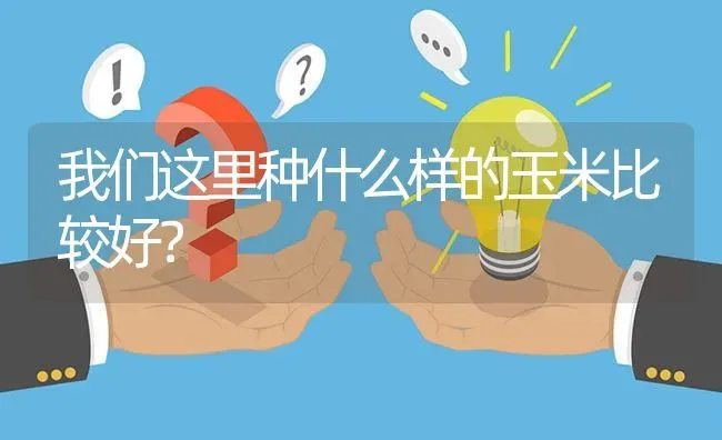 我们这里种什么样的玉米比较好? | 养殖问题解答