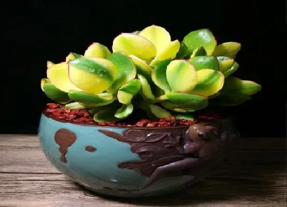 植物常识问题|八月怎么养护玉树叶片肥厚