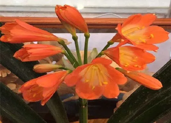 植物常识问题|用什么土养护君子兰年年开满盆