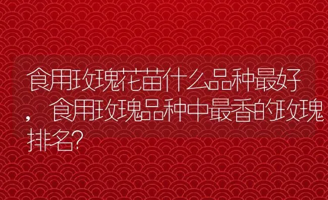 食用玫瑰花苗什么品种最好,食用玫瑰品种中最香的玫瑰排名？ | 养殖常见问题