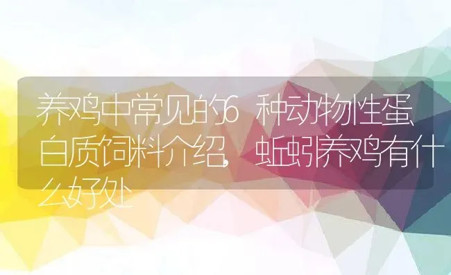 养鸡中常见的6种动物性蛋白质饲料介绍,蚯蚓养鸡有什么好处 | 养殖常见问题