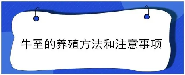 牛至的养殖方法和注意事项 | 三农答疑