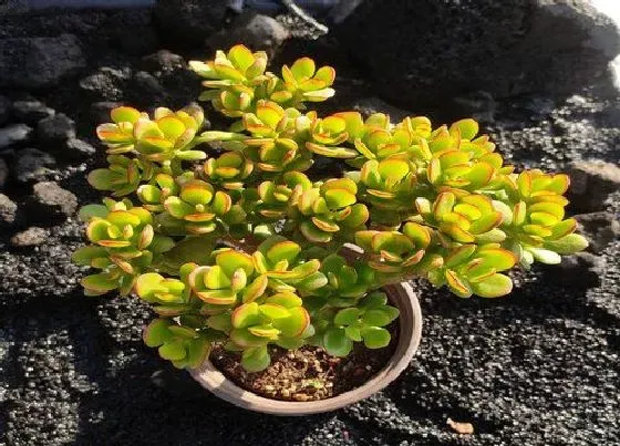 植物常识问题|八月怎么养护玉树叶片肥厚