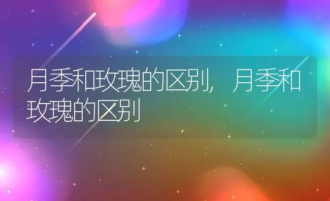 月季和玫瑰的区别,月季和玫瑰的区别 | 养殖常见问题