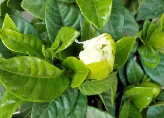 植物常识问题|栀子花怎么养花苞长不停
