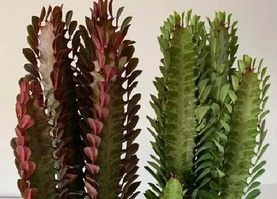 植物常识问题|冬季如何养龙骨避免烂根