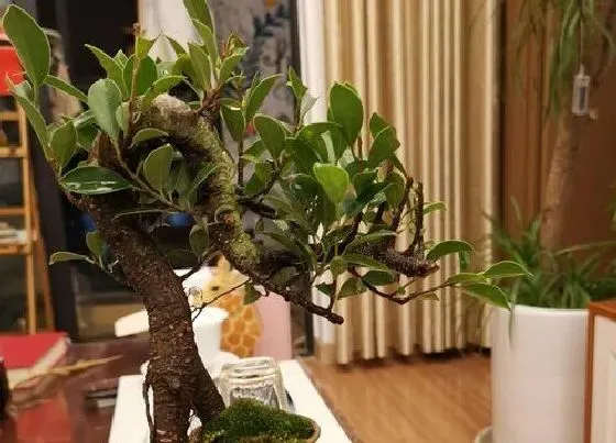 植物常识问题|小叶榕树风水禁忌及作用 放家里什么地方风水好