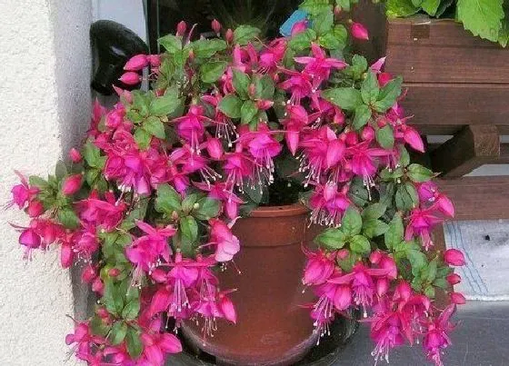植物常识问题|倒挂金钟怎么养殖花开不断