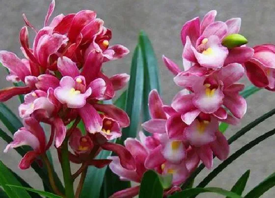 植物常识问题|兰花如何正确养护花芽呼呼冒