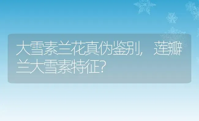 大雪素兰花真伪鉴别,莲瓣兰大雪素特征？ | 养殖常见问题