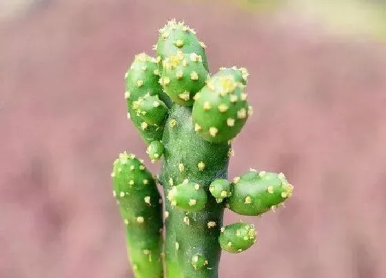 植物常识问题|刚上盆的多肉如何养护服盆时间大大缩短