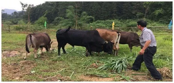 牛不反刍几天会死掉 | 农业答疑