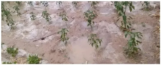 暴雨对农作物的危害可以申请国家补助吗 | 生活常识