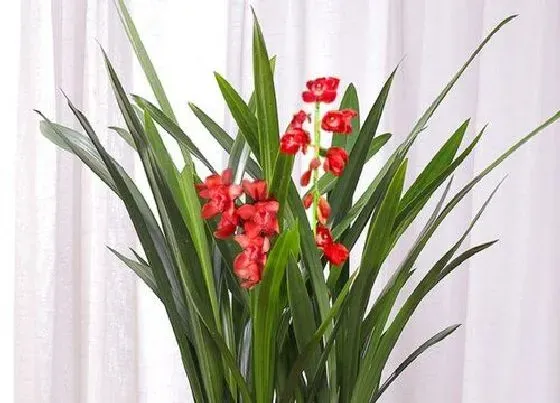 植物常识问题|兰花上盆后什么情况不能马上浇定根水