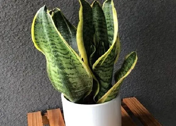 植物常识问题|虎皮兰长得不好该怎么进行解决