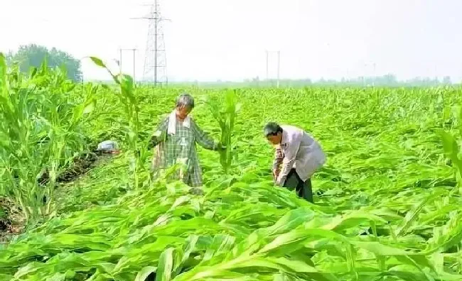 植物常识问题|浅析玉米倒伏的原因及防御对策（玉米大面积倒伏防治措施）