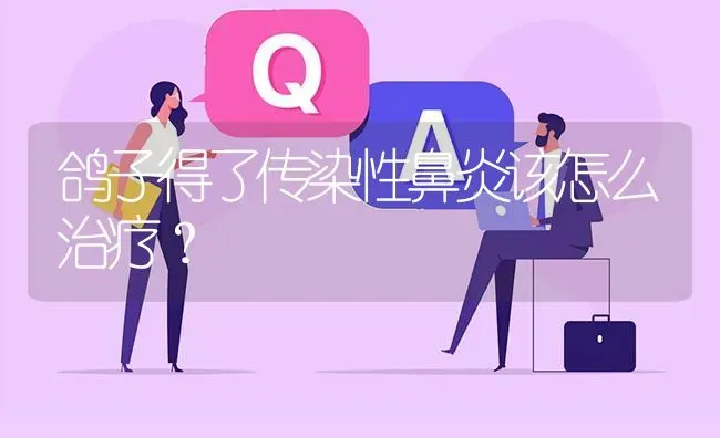 鸽子得了传染性鼻炎该怎么治疗? | 养殖问题解答