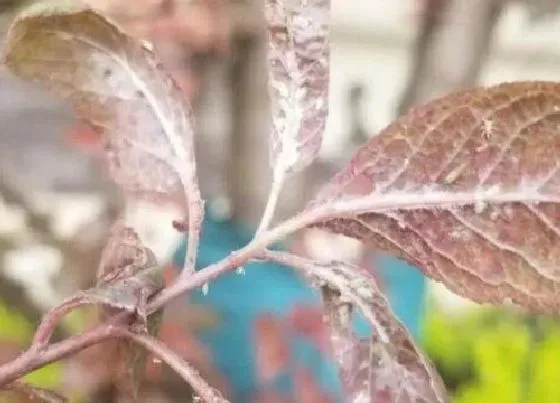 植物常识问题|夏季养花病害多如何救治