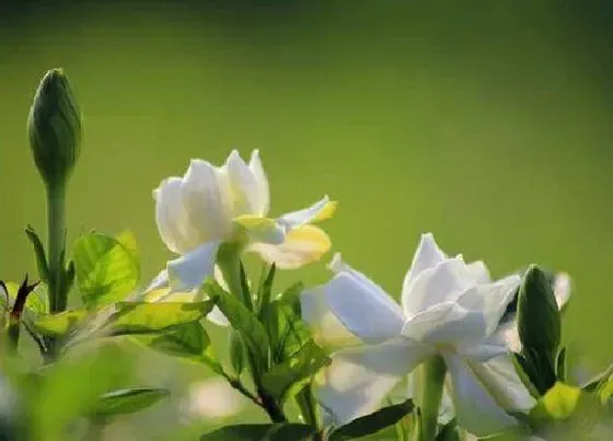 植物常识问题|四季栀子花养护管理方法