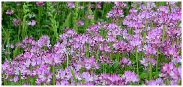 紫云英什么季节开花 | 科普知识