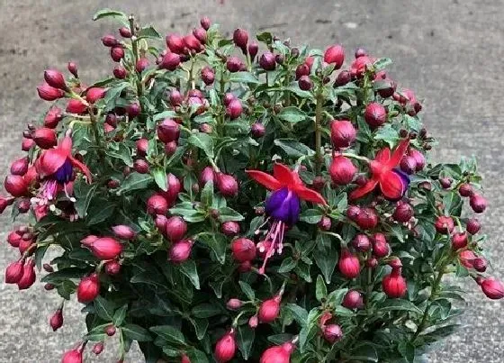 植物常识问题|倒挂金钟怎么养殖花开不断
