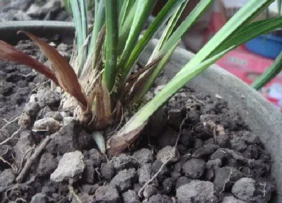 植物常识问题|如何解决花土板结不透气