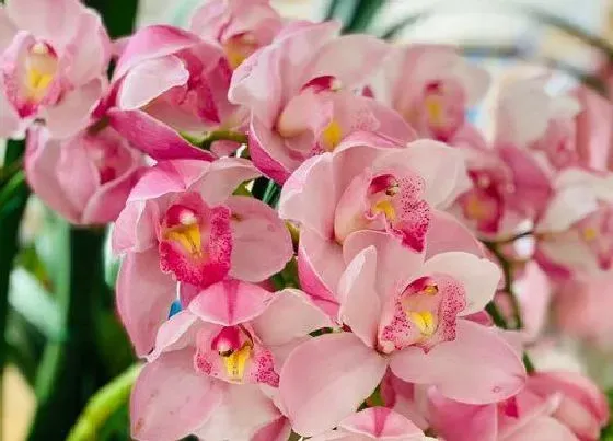 植物常识问题|兰花上盆后什么情况不能马上浇定根水