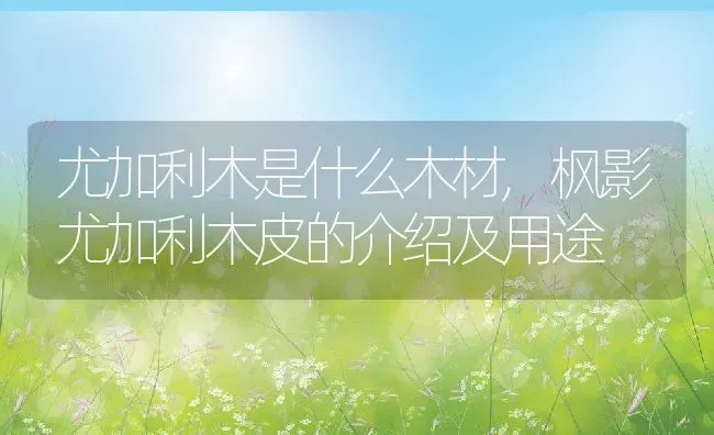 尤加利木是什么木材,枫影尤加利木皮的介绍及用途 | 养殖常见问题