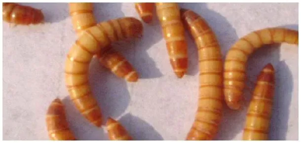 黄粉虫夏天怎么保证不死 | 科普知识